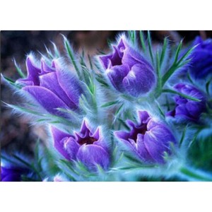 purple tulip flower diamond painting kit