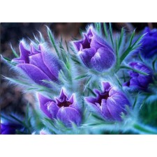 5D Purple Tulip Flowers Diamond Painting Kit Wall Art 40x30cm D008