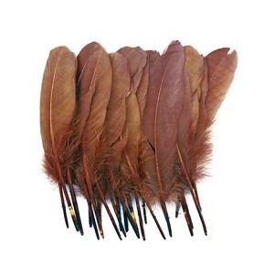 Goose Feathers 8 inch Brown x 18