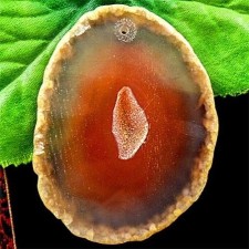 Orange Geode Agate Slice Pendant